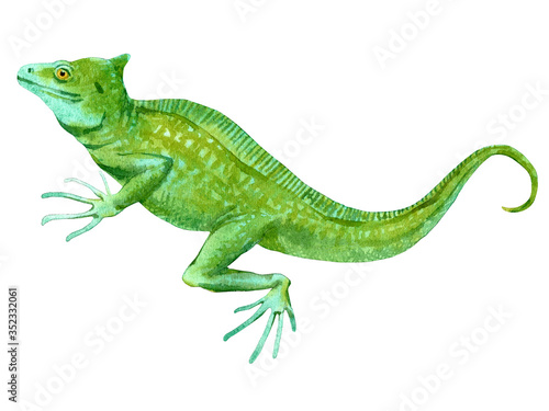 Watercolor painting of basilisk isolated on white background. Original stock illustration of lizard. © Viktoria