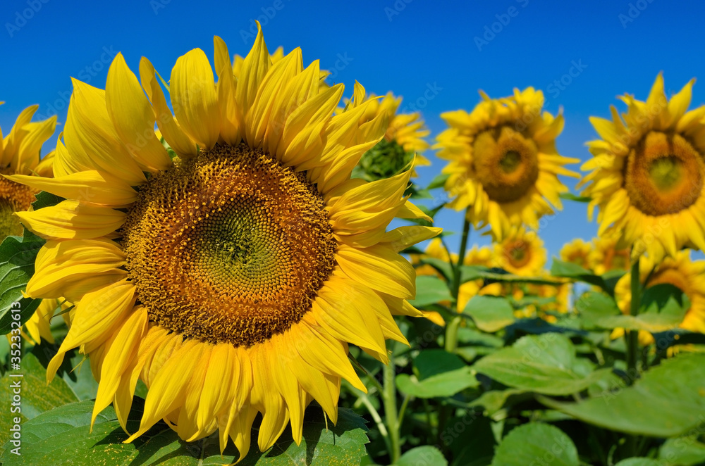 Yellow sunflowers grow in the field. Agricultural crops. Yellow sunflowers grow in the field. Agricultural crops.