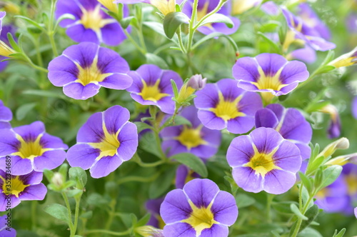 flowers in the garden