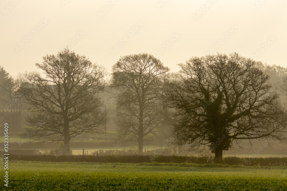 Early morning lit trees Early morning lit trees