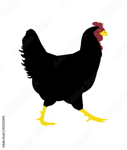 Galo Preto