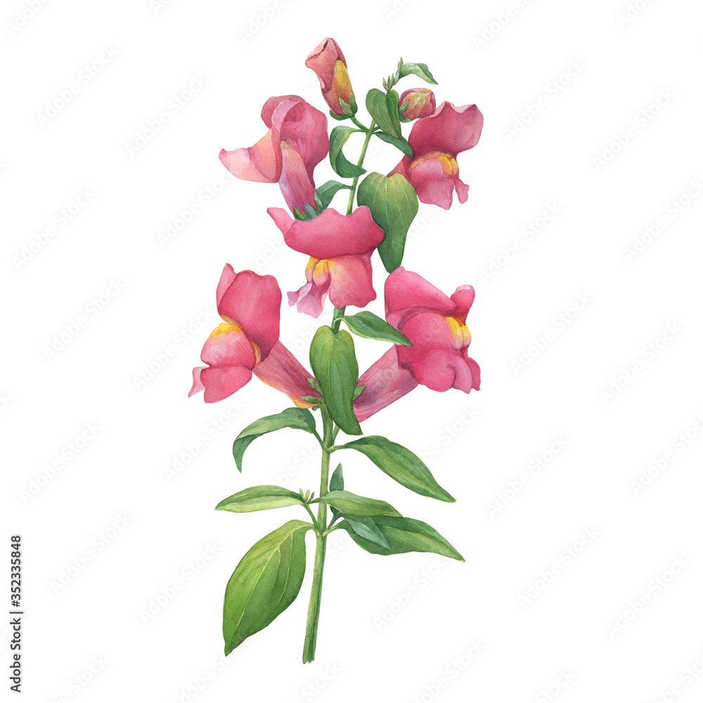 Сloseup of the pink dragon flower (known as Antirrhinum, snapdragon or water crowfoots) with green leaves. Watercolor hand drawn painting illustration isolated on white background. Сloseup of the pink dragon flower (known as Antirrhinum, snapdragon or water crowfoots) with green leaves. Watercolor hand drawn painting illustration isolated on white background.