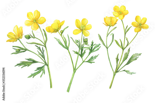 Set of the yellow flower meadow buttercup (known as Ranunculus acris, sitfast, spearworts or water crowfoots). Watercolor hand drawn painting illustration isolated on white background