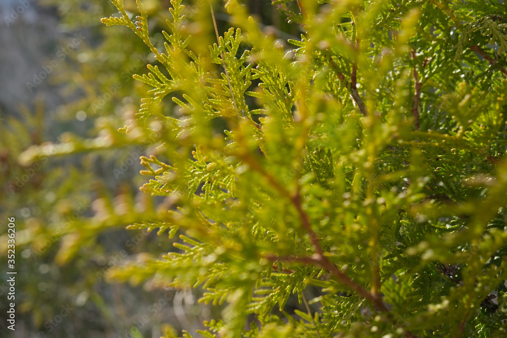 Green twigs of tuja occidentalis close up, evergreen hedge, hedgerow background