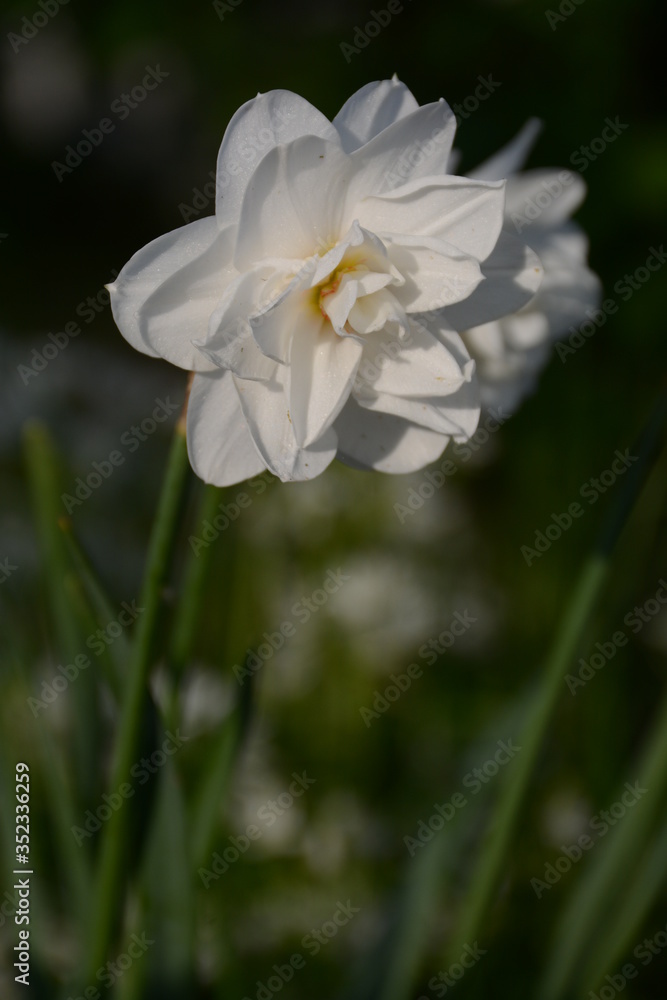 Beautiful white terry daffodil cultivar White medal Beautiful white terry daffodil cultivar White medal