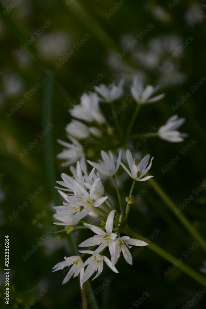 White wild garlic flowers bloom in the spring field White wild garlic flowers bloom in the spring field