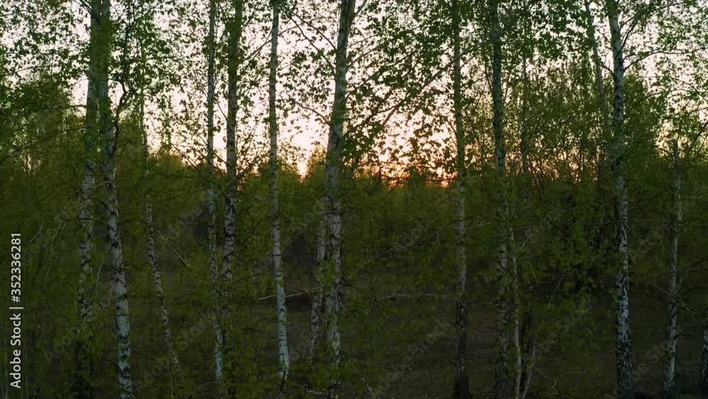 vertical panorama of the sunrise through young birch leaves, the quadcopter rises above the birches parallel to the rising sun vertical panorama of the sunrise through young birch leaves, the quadcopter rises above the birches parallel to the rising sun