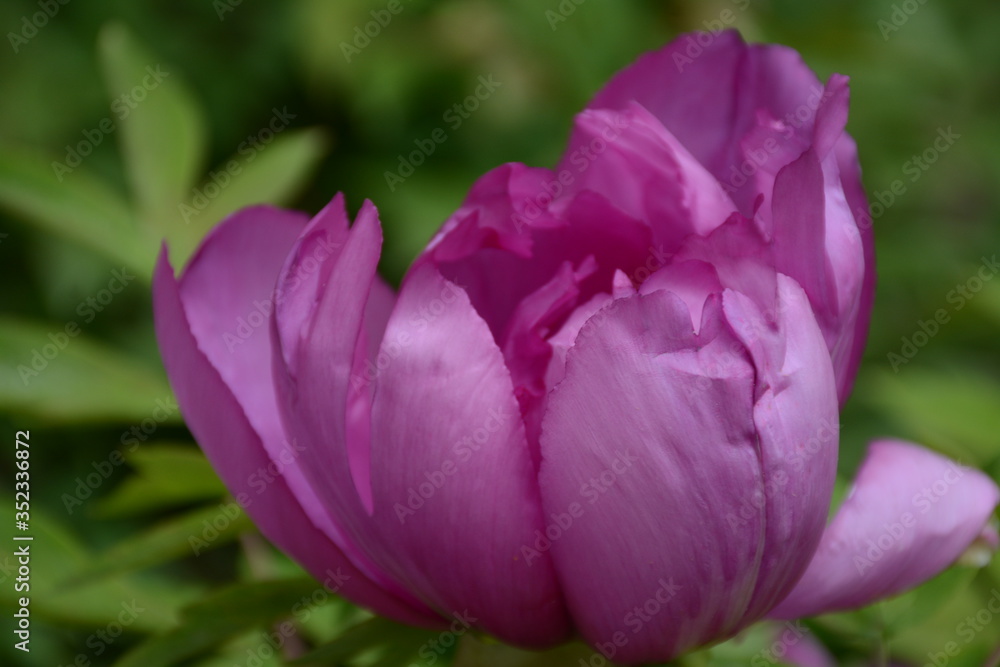Big pink flower tree peony grows in the spring garden