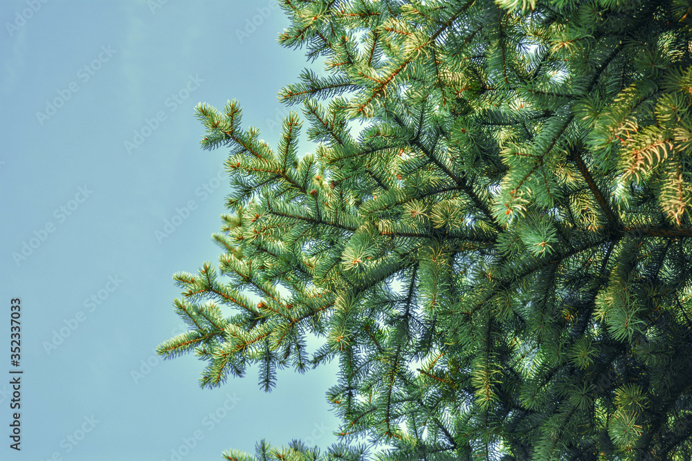 Obraz premium Fir-tree or spruce tree branches on blue sky background. Green spruce tree