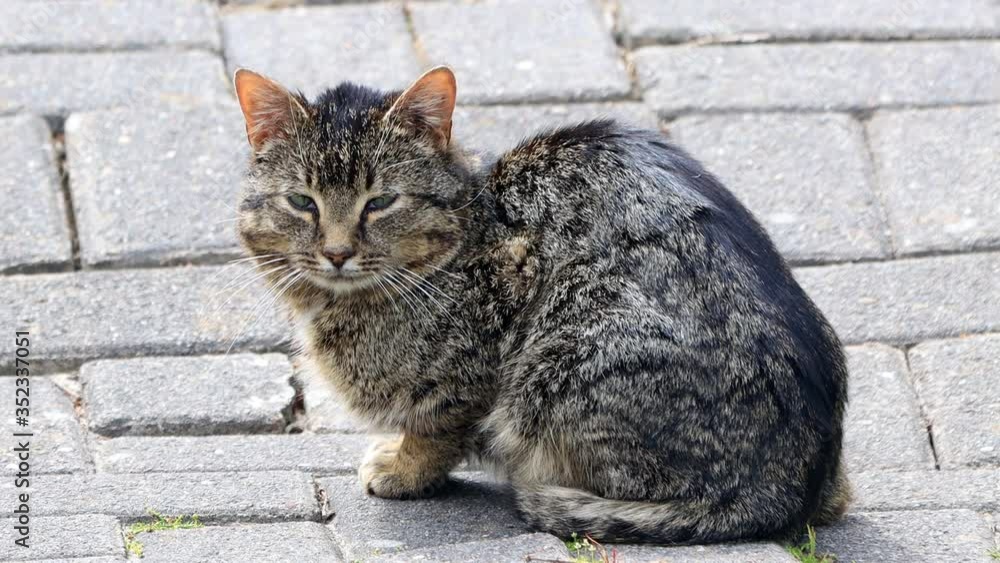 house cat on cobblestone looking, tabby
house cat on cobblestone looking, tabby