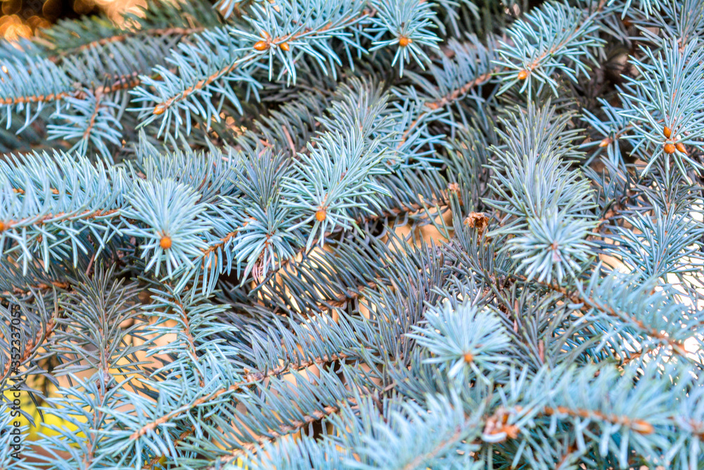 Green prickly branches of fir-tree, pine or spruce tree, close-up photo Green prickly branches of fir-tree, pine or spruce tree, close-up photo