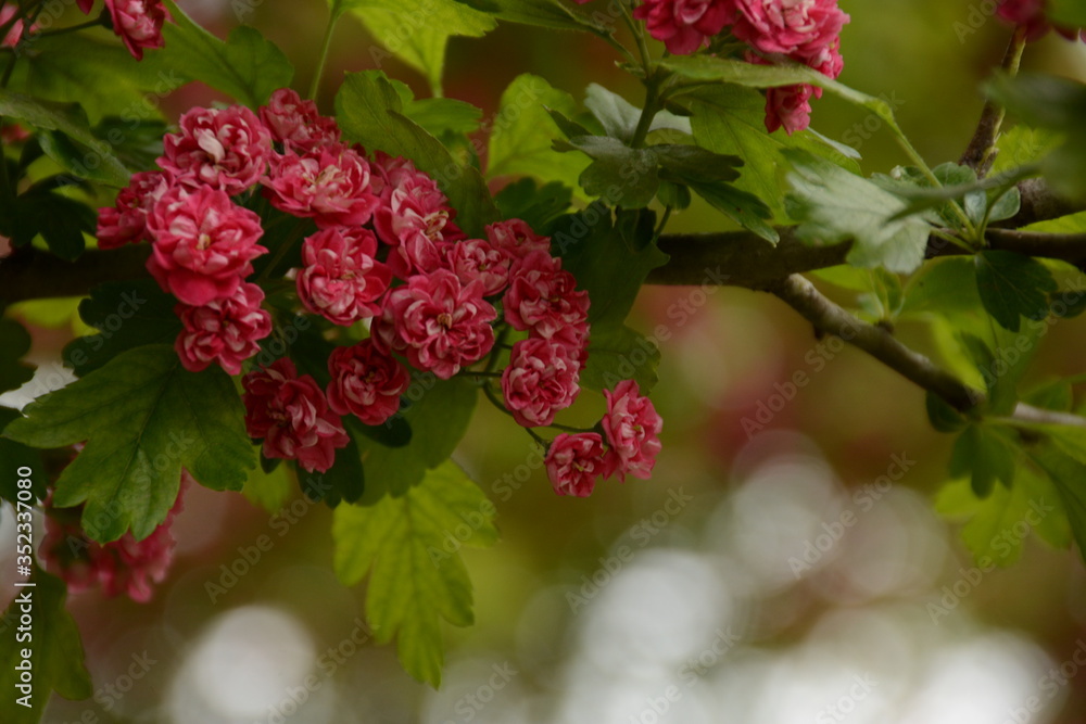 Red small blossoming flowers of hawthorn on tree branches Red small blossoming flowers of hawthorn on tree branches