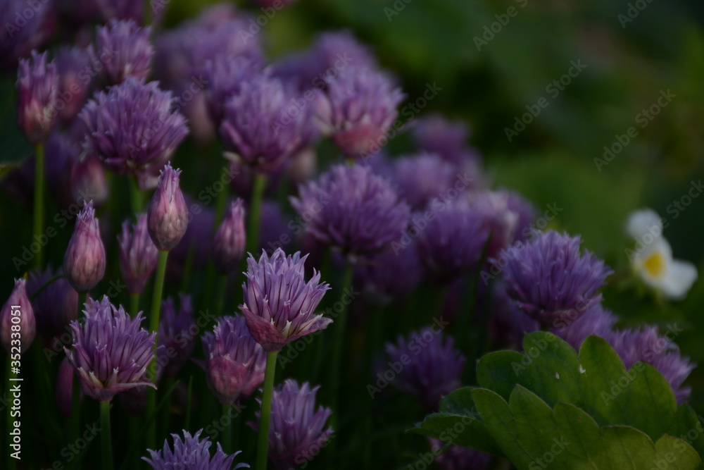 Purple allium, strawberries bloom in the open air in the garden Purple allium, strawberries bloom in the open air in the garden