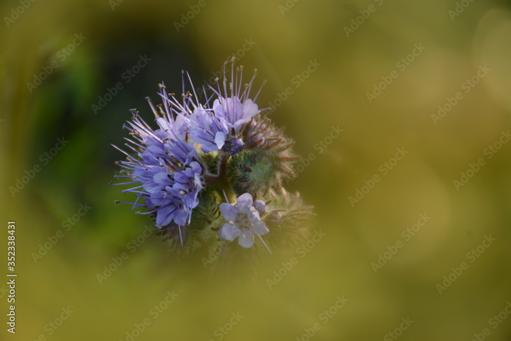 Fluffy violet phacelia flower close-up in morning fog with sun glare Fluffy violet phacelia flower close-up in morning fog with sun glare