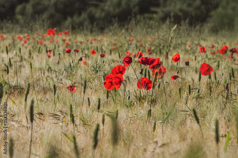 Fototapeta premium Poppies at sunrise in a wheat field with green and golden ears