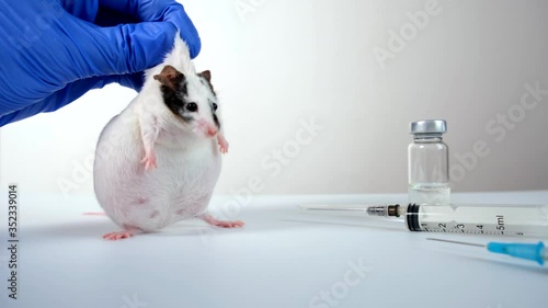 A scientist in blue gloves holding fat white and black spotted lab laboratory mouse by scruff, in order to conduct an experiment and test vaccine, ampoule, vial and syringe on background