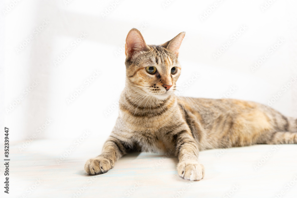 Tabby cat on white background