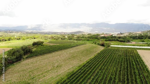 aerial view vineyard