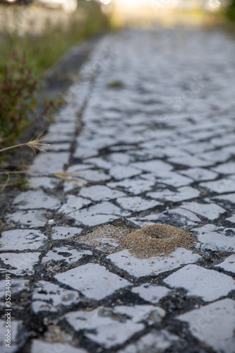 Formigueiro no passeio