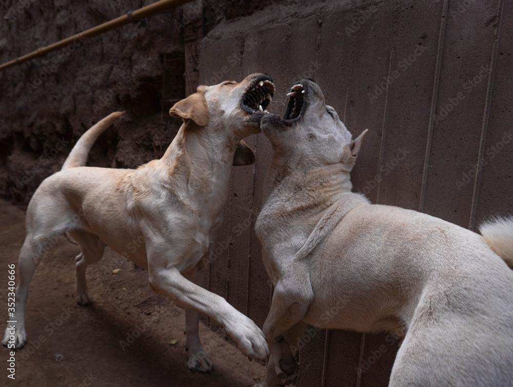 mydogs mydogs