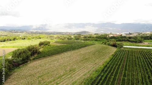 viñedo vista aerea del  valle
