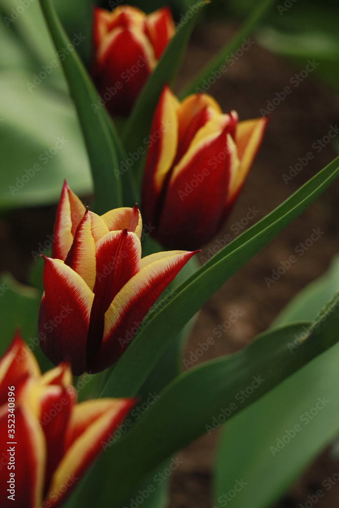 Yellow-red decorative tulips in the garden (cultivar Triumph Gavota ). Yellow-red decorative tulips in the garden (cultivar Triumph Gavota ).