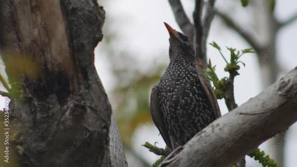 Starlings on walnut branches in early spring Starlings on walnut branches in early spring