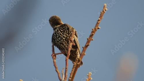 Wallpaper Mural The starling on the branches cleans its feathers. Torontodigital.ca