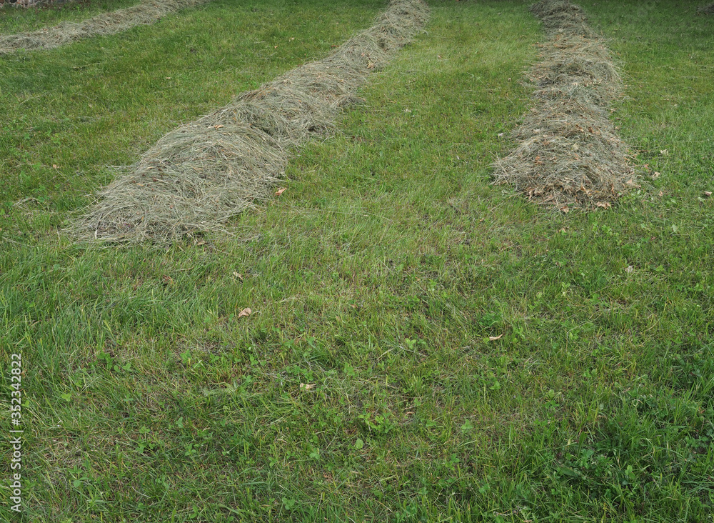 Obraz premium Freshly cut hay