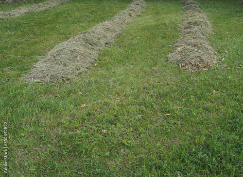 Freshly cut hay