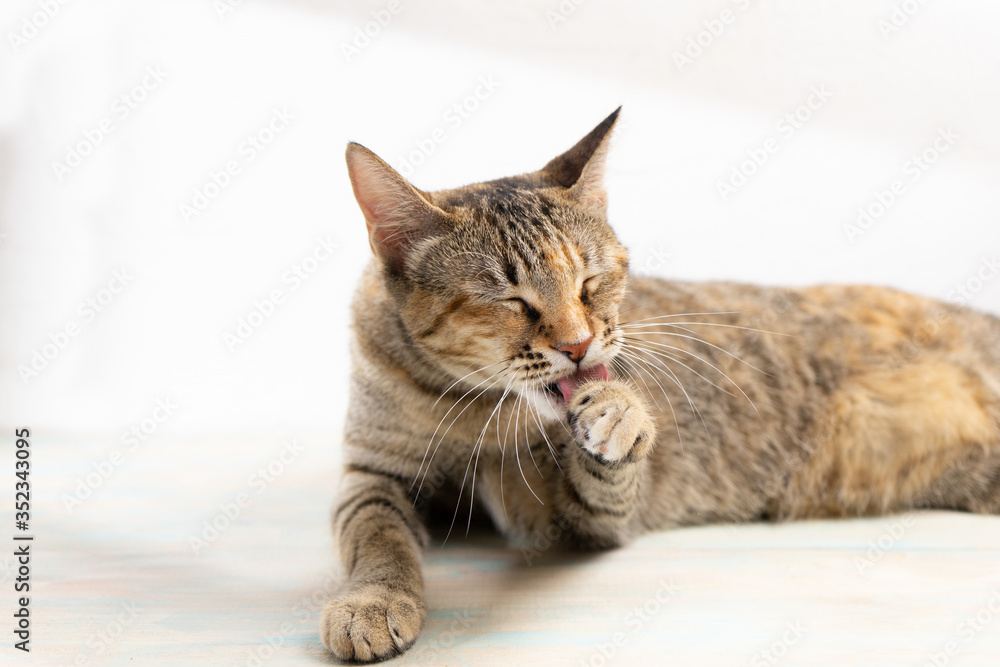 Obraz premium Tabby cat on white background