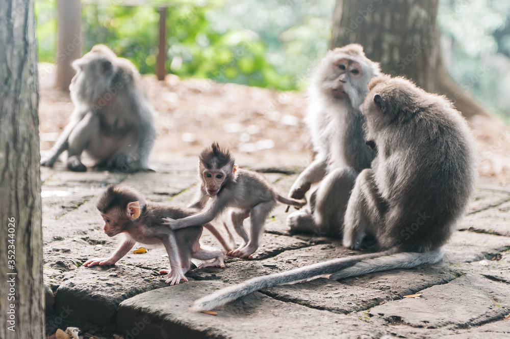 Naklejka premium Monkey family with little baby in the forest Ubud Bali Indonesia, Monkeys scratch each other's back. Monkey children play and fight.