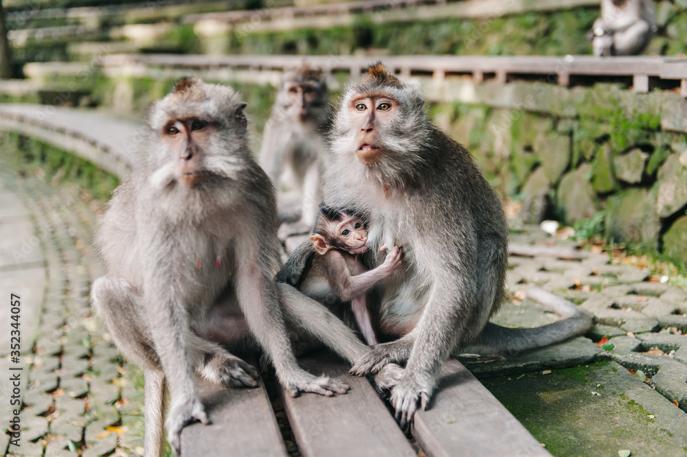 Monkey family with little baby in the forest Ubud Bali Indonesia Monkey family with little baby in the forest Ubud Bali Indonesia