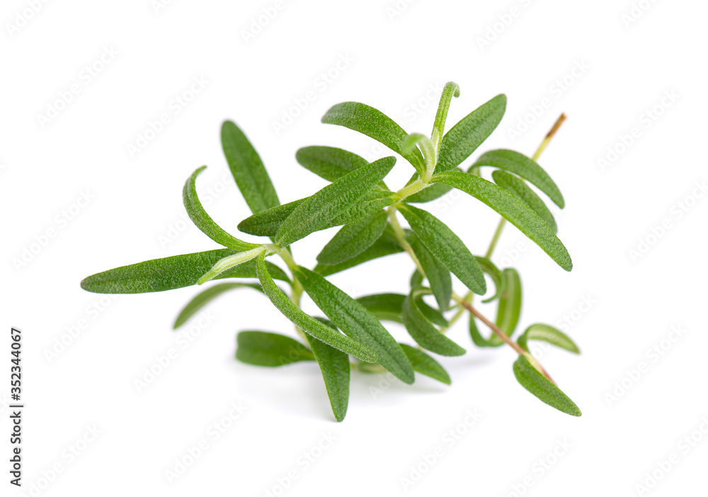 Sprig of fresh rosemary isolated on white background. Fresh fragrant green rosemary. Sprig of fresh rosemary isolated on white background. Fresh fragrant green rosemary.