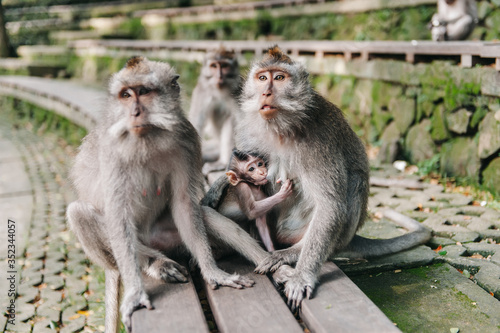 Monkey family with little baby in the forest Ubud Bali Indonesia © Aliaksandr Kalodziy