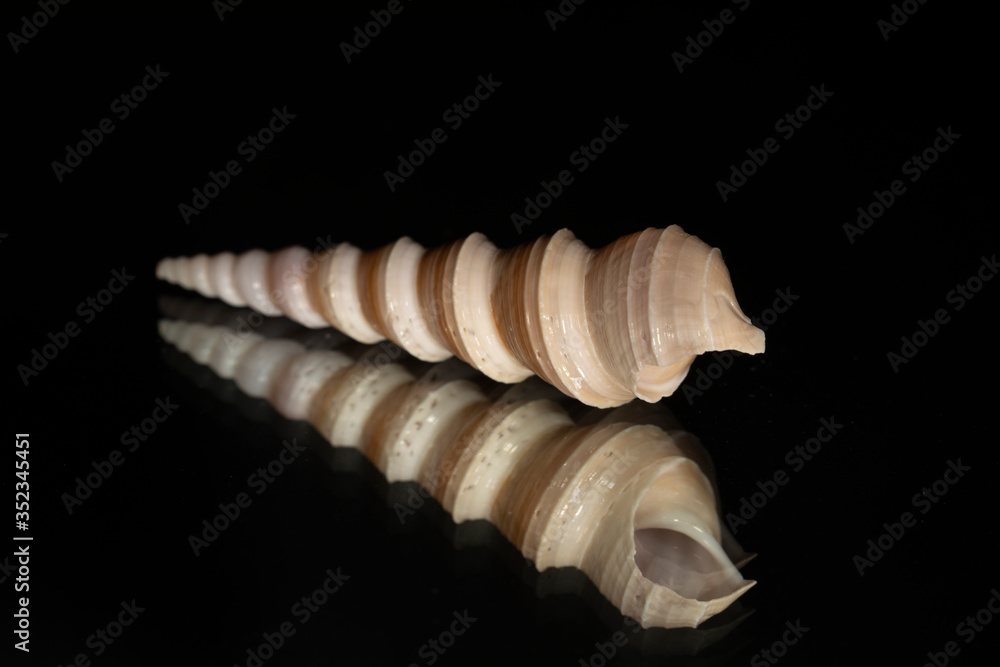 Seashell isolated on black with reflection Seashell isolated on black with reflection