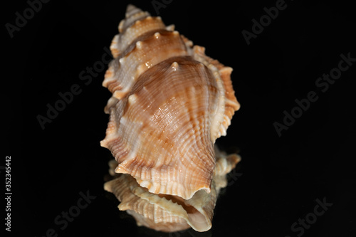 Seashell isolated on black with reflection