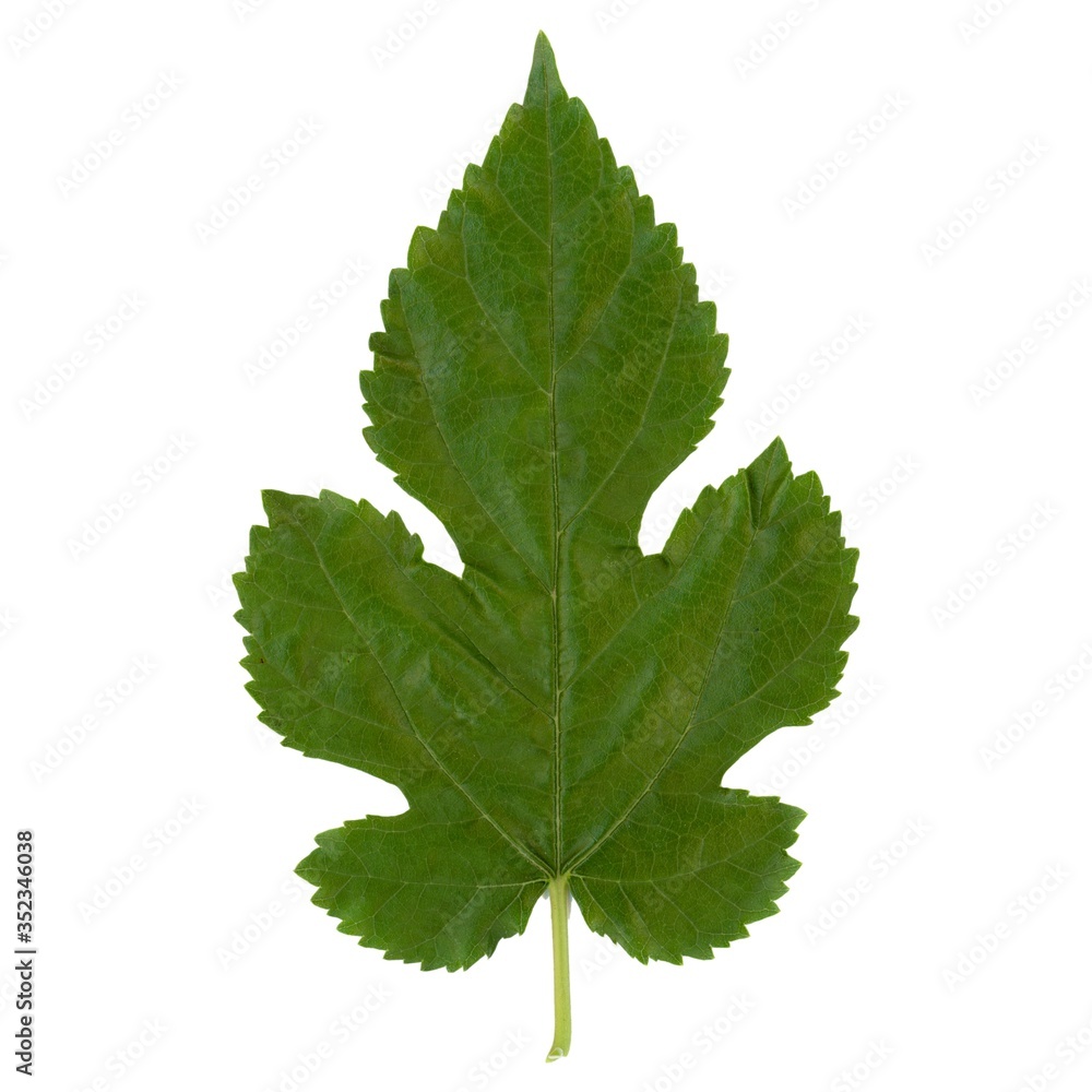 white mulberry tree (Morus alba) leaf isolated over white white mulberry tree (Morus alba) leaf isolated over white