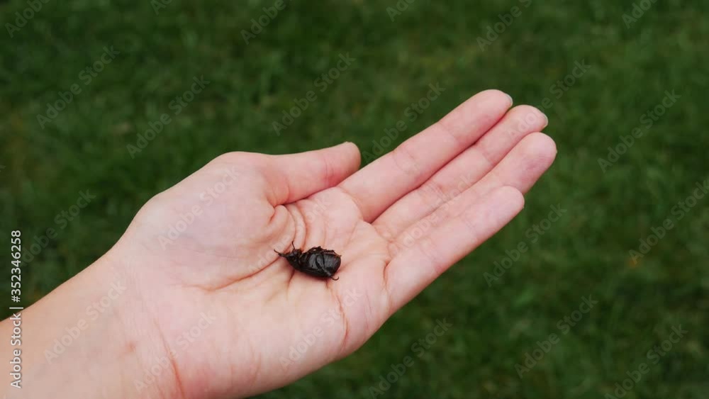 Big black bug in the hand of a woman lifted from the lawn. Big black bug in the hand of a woman lifted from the lawn.