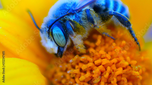 Blue bee on yellow flower macro