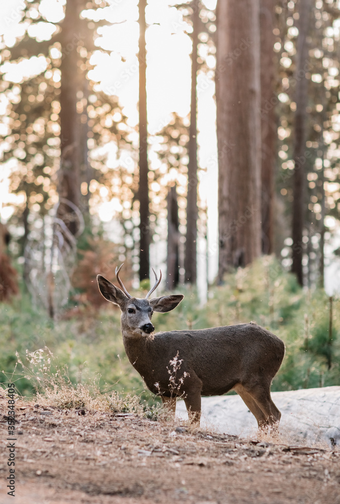 Deer in Sequoia National Park, California, USA Deer in Sequoia National Park, California, USA