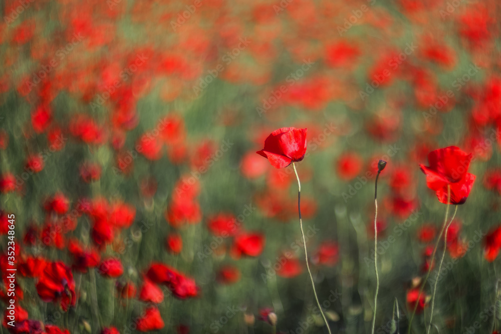 Red poppy, selective and soft focus. Poppies close-up on a blurry background with a copy of the space
