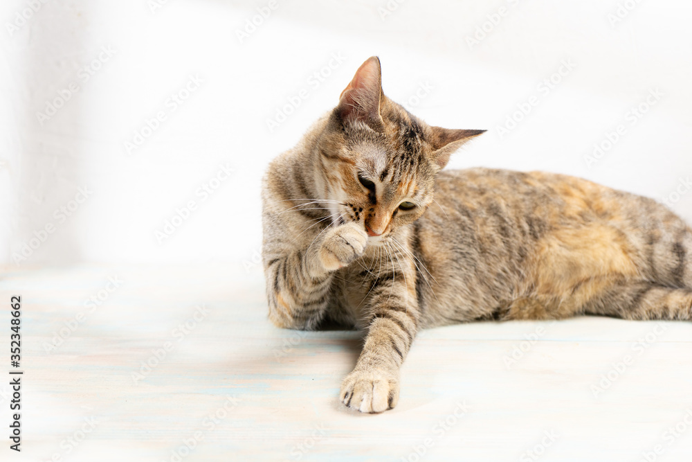 Tabby cat on white background