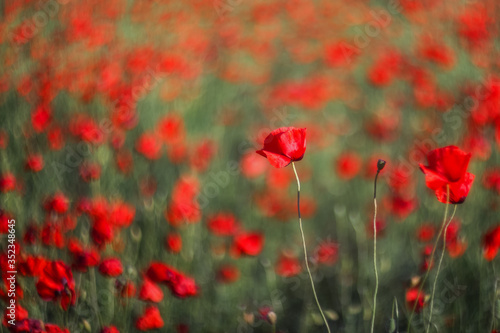 Red poppy, selective and soft focus. Poppies close-up on a blurry background with a copy of the space