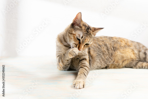 Wallpaper Mural Tabby cat on white background Torontodigital.ca