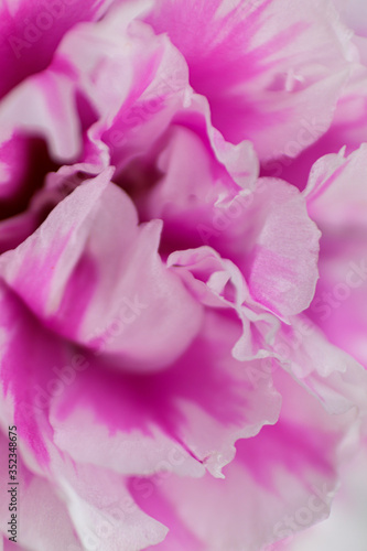 fotografia detalle de los petalos de una flor rosa cerrada de color rosado y blanco