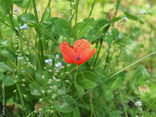 papaver plant (Papaveraceae) red flower