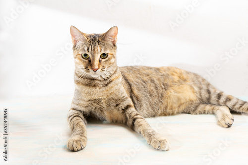 Tabby cat on white background