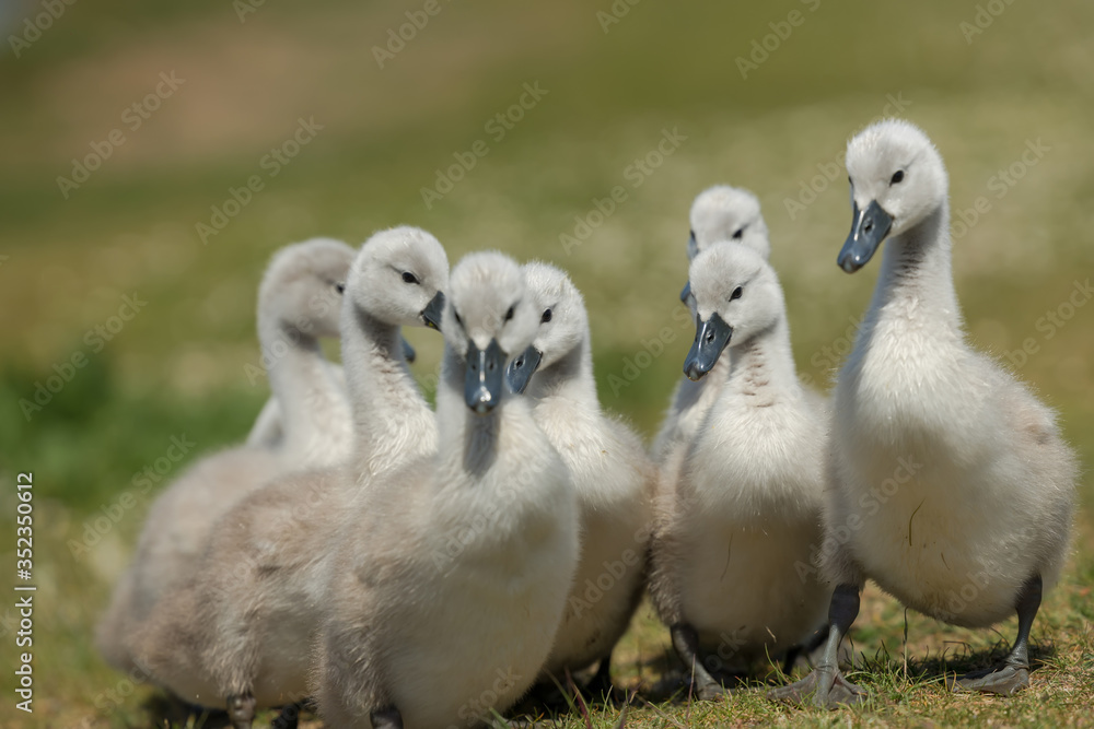 Fototapeta premium Beautiful small Chicks at green field