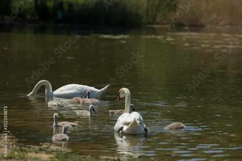 Two Beautiful white Swans with small Chicks at the lake to eat